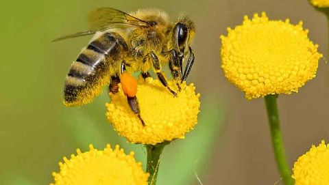 Bee wise: an interview with Philip Atkinson