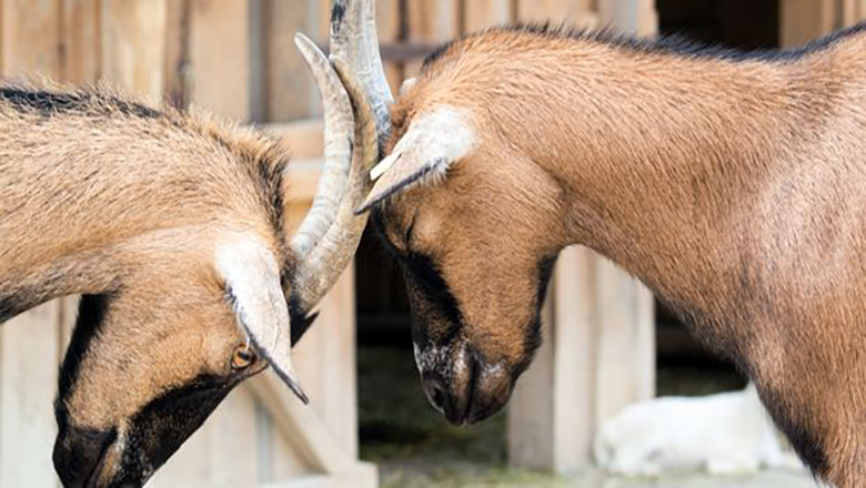 From adversary to teammate