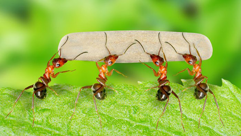 CPOs: leadership in a challenging landscape