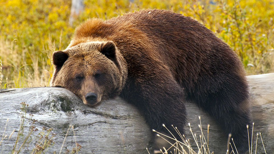 Illustrative article header image